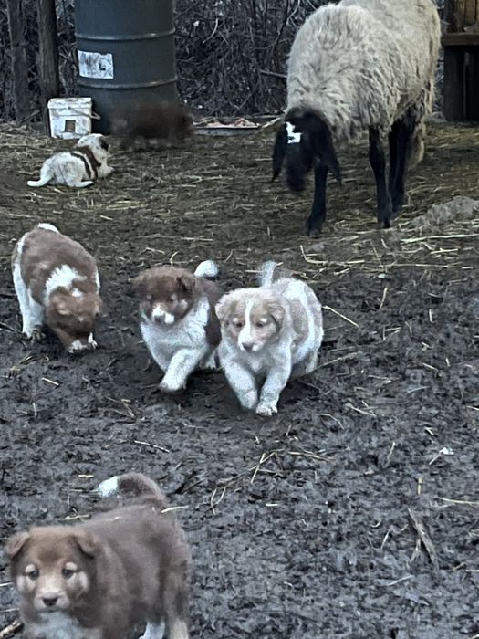 Каракачански овчарки