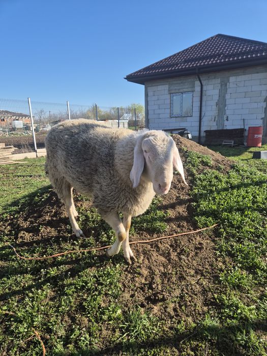 Berbec bergamasca 1,4luni