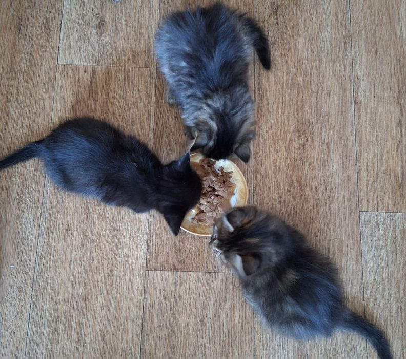 Котенок ищет семью