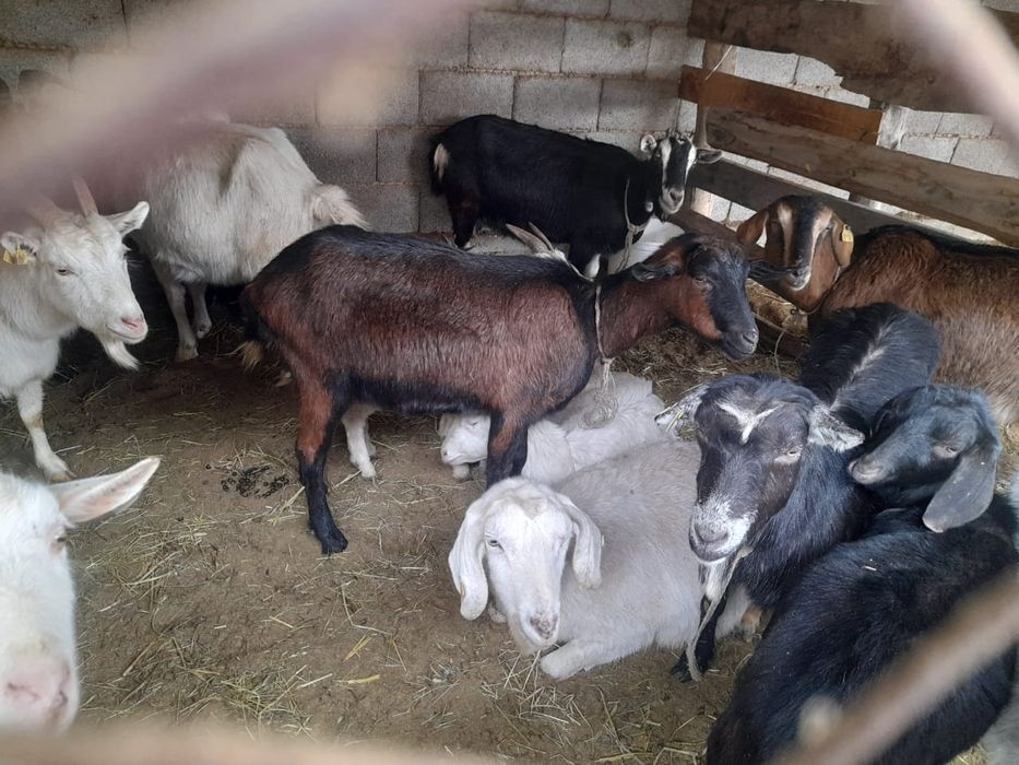 Сауынды буаз ешкилер