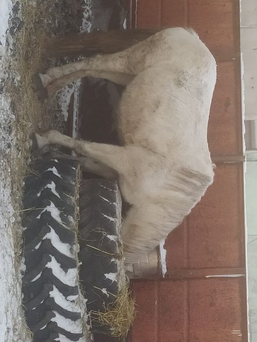 Продам кобылу жеребую