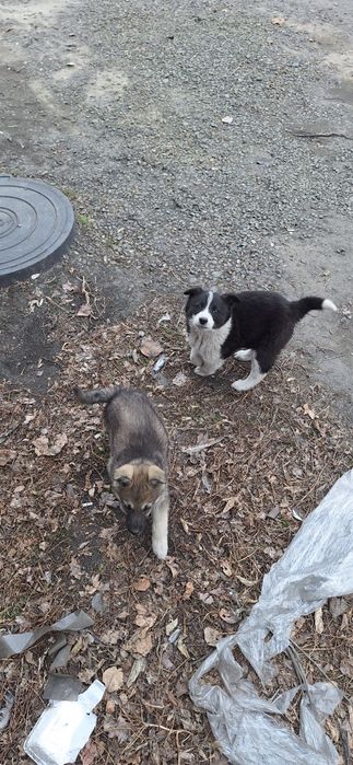 Отдам щенков БЕСПЛАТНО!