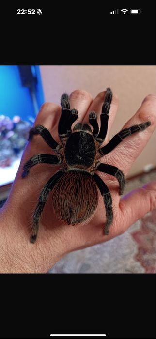 Брахипельма ваганс