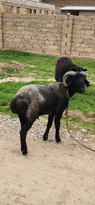 Кучкор сотилади...