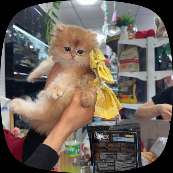 Кошка Золотая шиншилла ХАЙЛАНД тоза