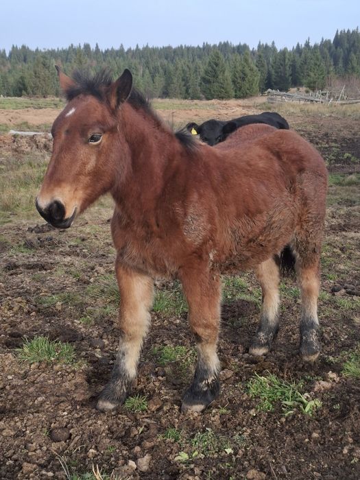 Vind minz din parinti foarte buni