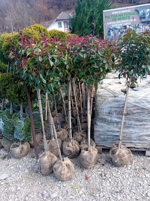 Pepinieră chiparos cupresus leylandi