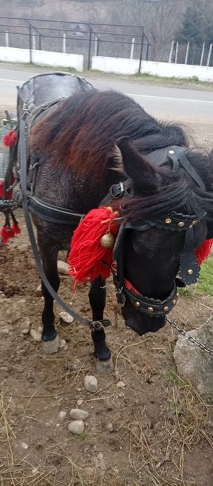 Vând mânză are un an și 3 luni mai multe detalii la Nr de telefon