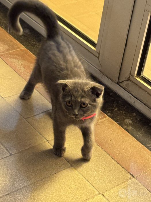 Кошка шотландская