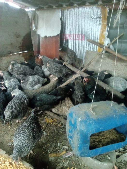Куры продам молодой