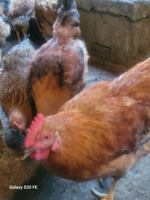 Кученский юбилейный