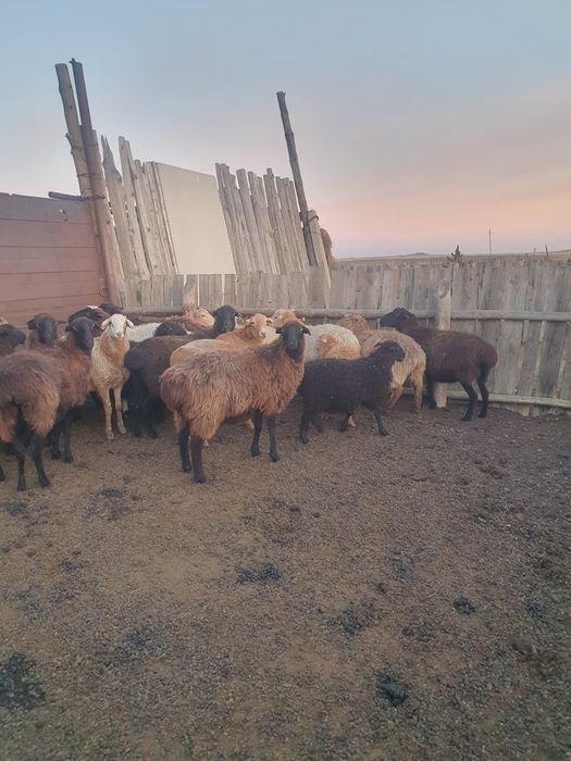 Продам Баранов 15 голов