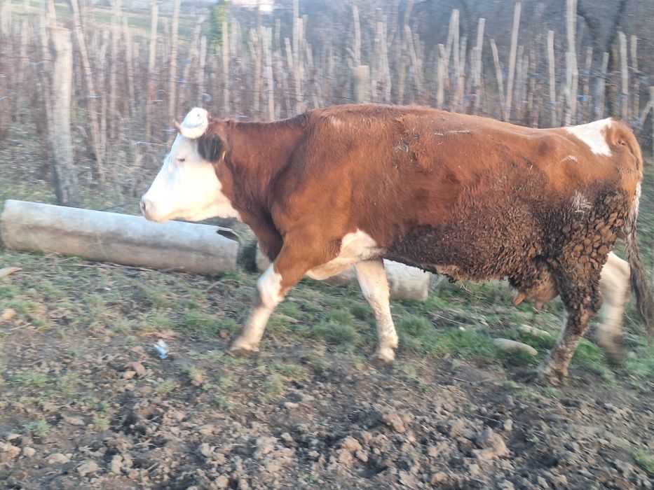 Vaci baltate recent fatate