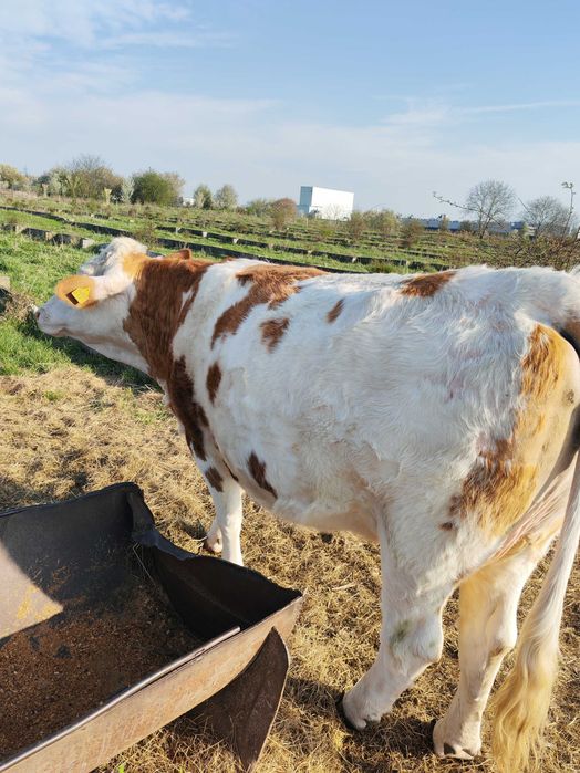 Disponibilă Junincă