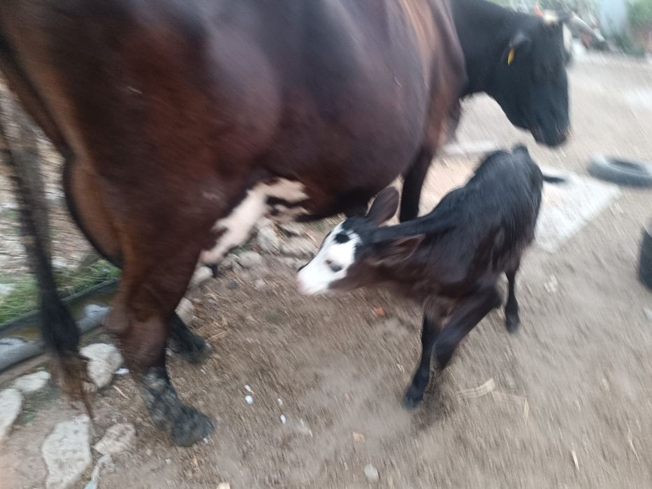 Vând vaca Holstein cu vițelușă