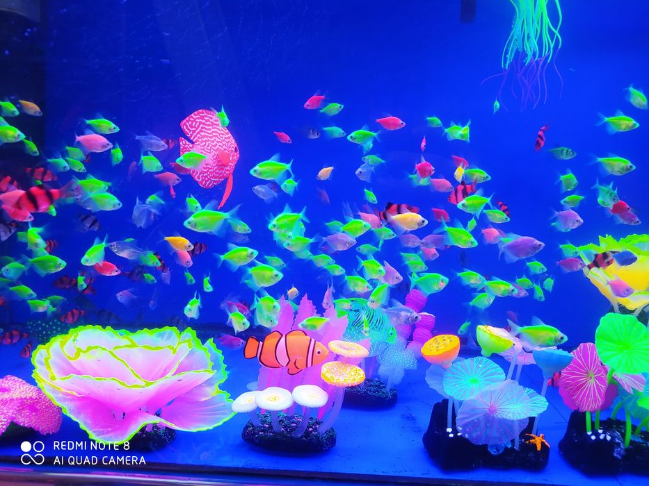 Rangli fosfirniy baliqlar