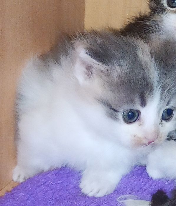 Отдам котенка в добрые руки