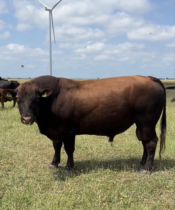 Vand Taur Angus