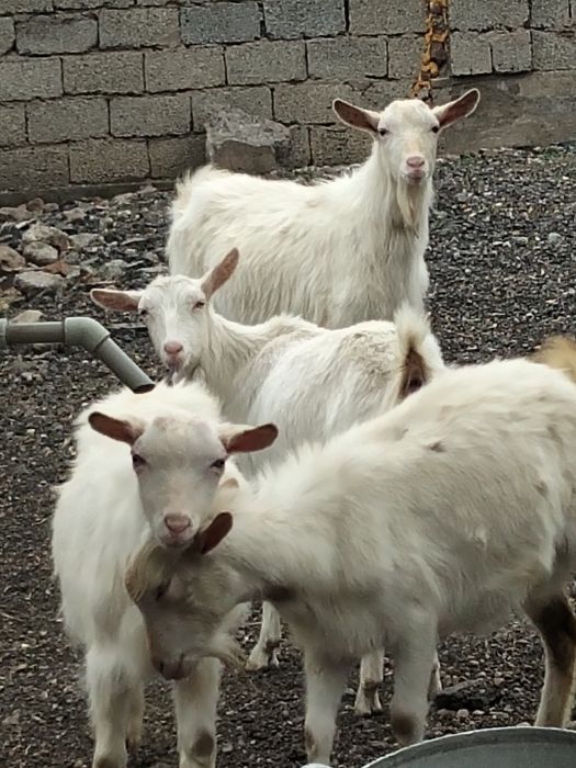 Заанен сутти ешкилер