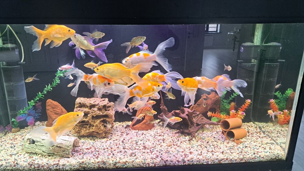 Продам рыбок камет