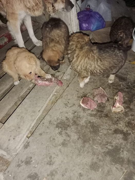 Отдам щенков в добрые руки