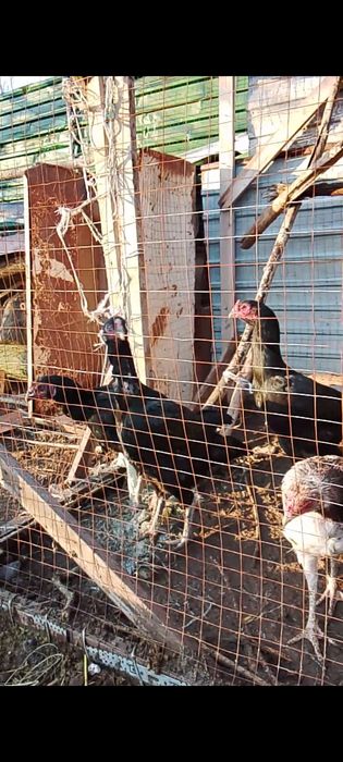 Дакан тауыктар сатылады