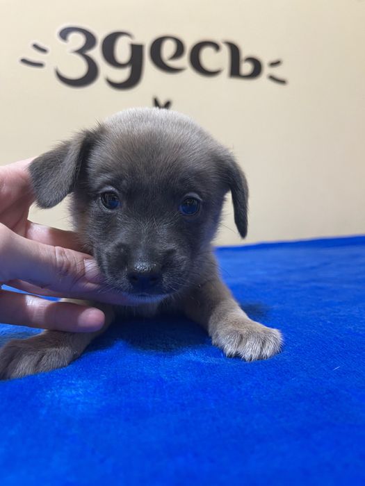 Щенки, рожденные 23.09.23