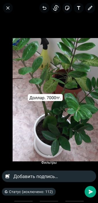 Үй гүлдері 2000 тг