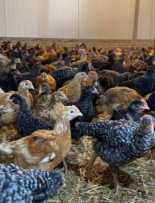 Avem pui alb de carne și pui rasă mixtă