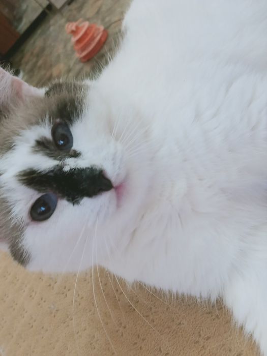 Коты и кошки с домашней передержки