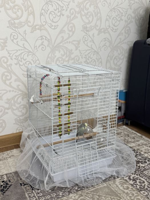 Продам попугая с домиком