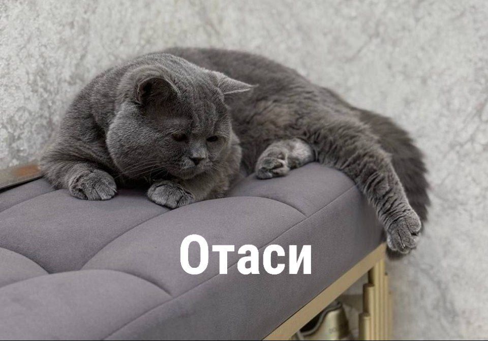 Мушуклар сотилади