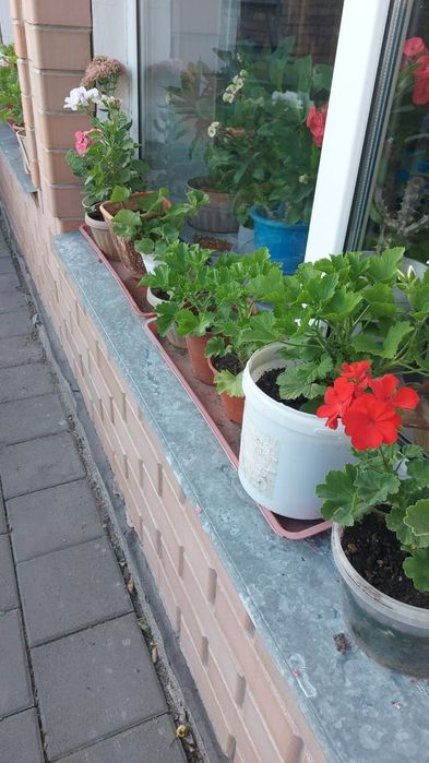 Цветы  разный домашние