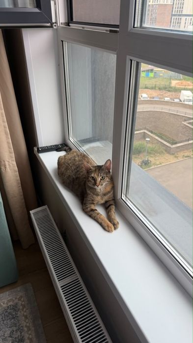 Кошка 10 месяцев