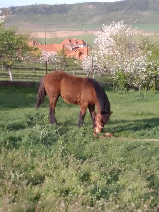 Vând sau schimb 2 mânji