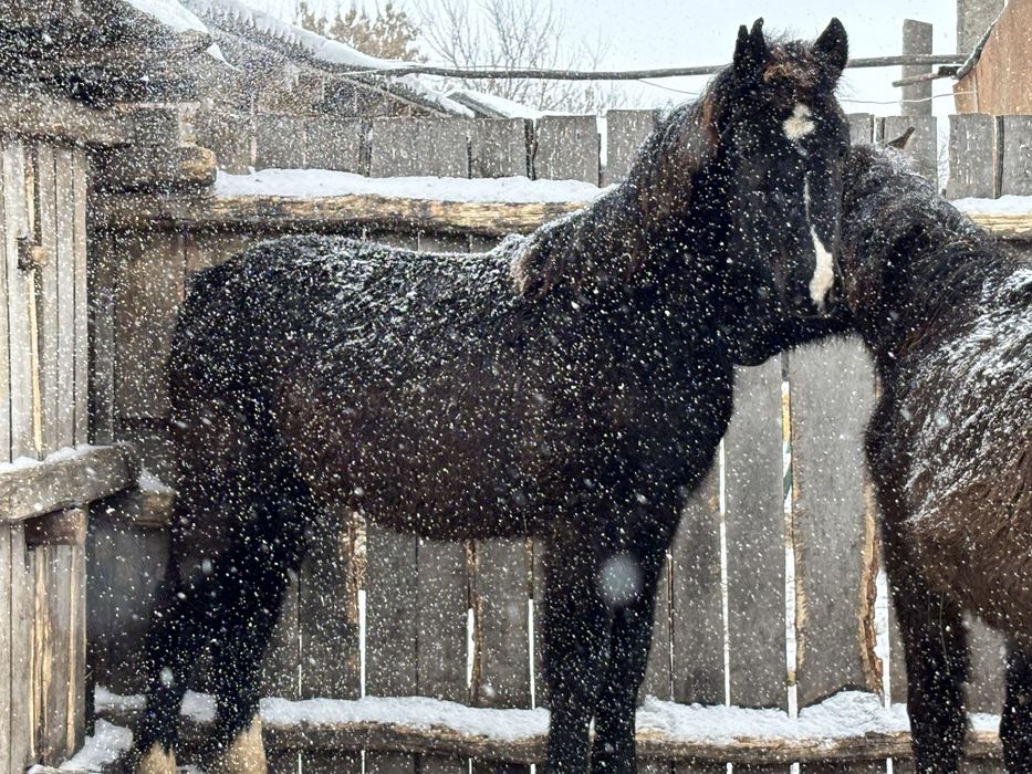 Продам жеребят годовалых