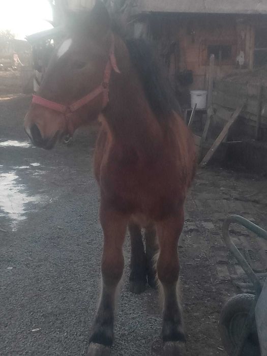 Vând mânz de 10 luni