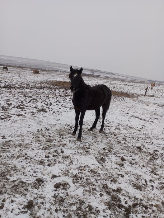 Vând două mânze de 7-8luni