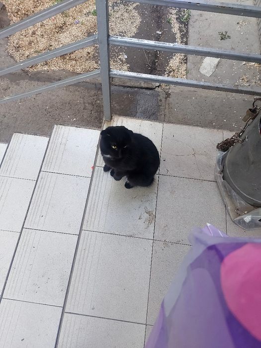 Котик в добрые руки