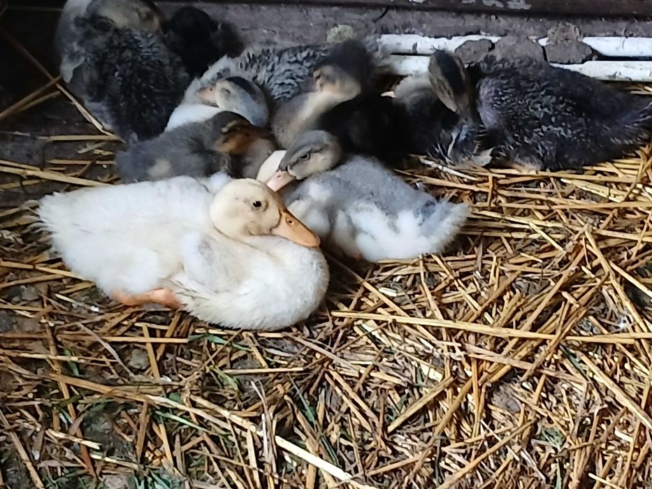 Boboci de rata de diferite marimi