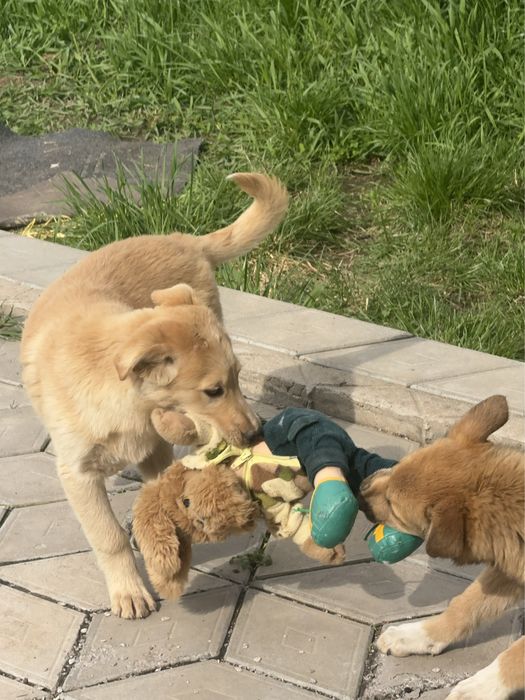 Щенки маленькие ищут хозяина