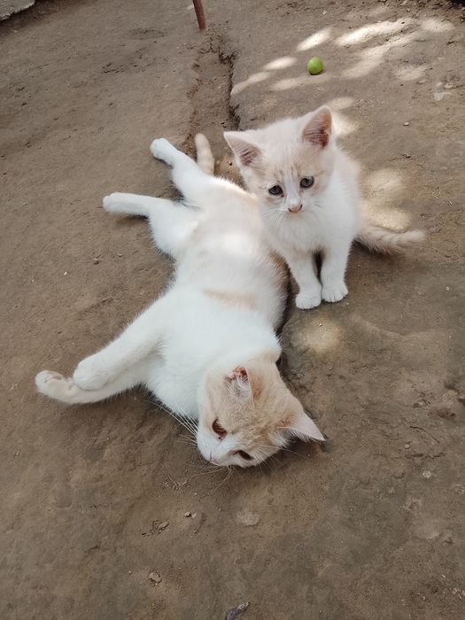 Mushuk bolasi onasi bilan beriladi hadyga
