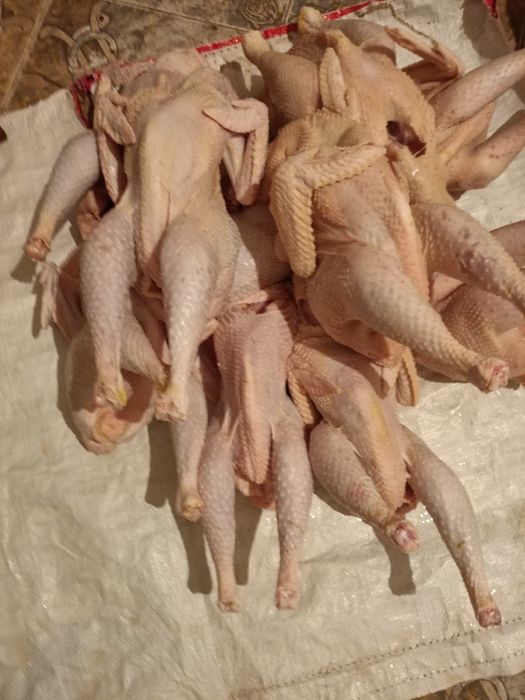 куринные тушки целиком