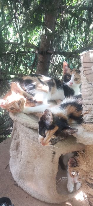 Подарявам Котенца