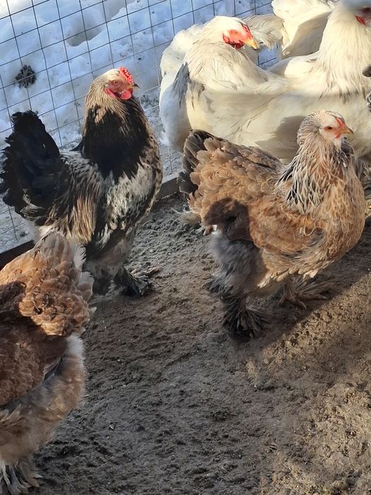 Disponibile famili gaini brachma .