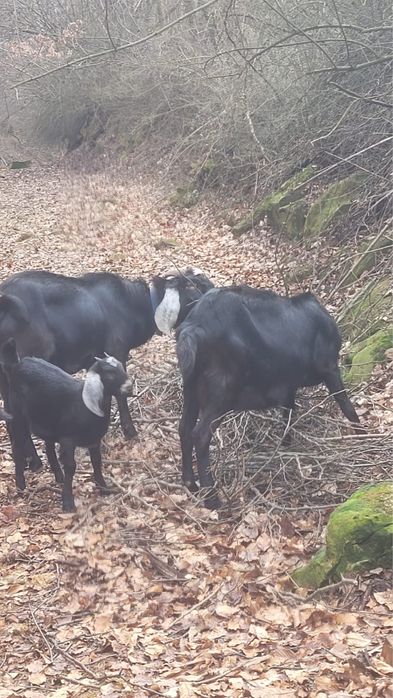 Vand tap Anglo Nubiene