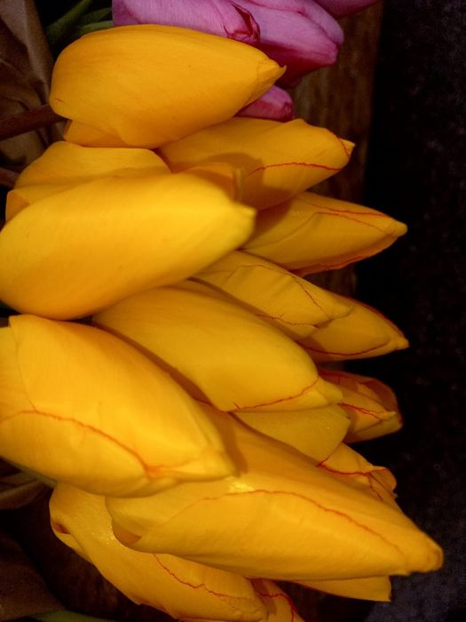 Тюльпаны оптом Алматы