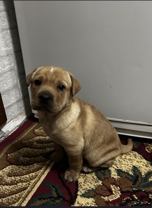 Продам щенков  шарпея