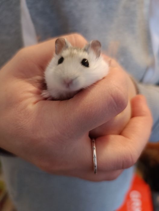 Donez hamster Timișoara