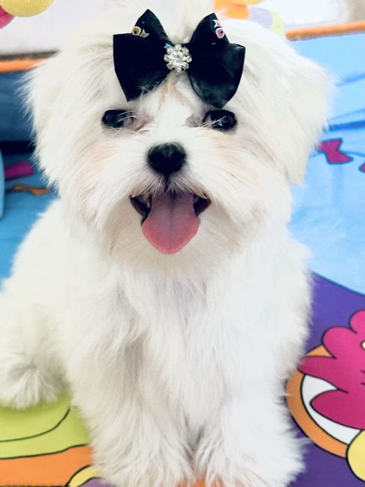 Шикарные мальтезики беби фейс